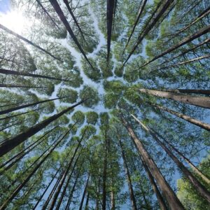 trees, canopy, crown shyness, forest, nature, woods, trees, forest, forest, forest, forest, forest