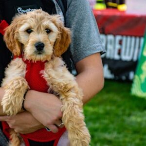 Cute puppy in a carrier at an outdoor festival with colorful signs.