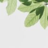 Bright green leaves against a clear sky, showcasing nature's beauty and simplicity.