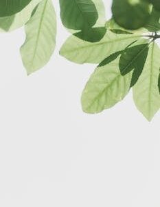 Bright green leaves against a clear sky, showcasing nature's beauty and simplicity.