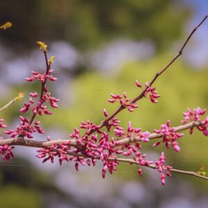 Close-up of pink blossoms on a tree branch, capturing the essence of spring outdoors.
