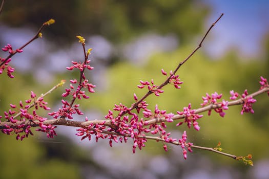Close-up of pink blossoms on a tree branch, capturing the essence of spring outdoors.