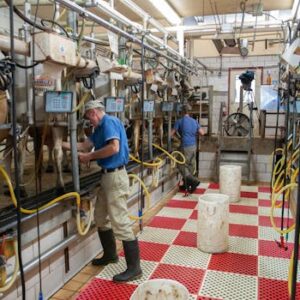 Men operating milking machines at a dairy farm in Raleigh, NC.