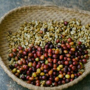 Basket of fresh and dried coffee Arabica beans in Đà Lạt, Vietnam.