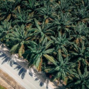 Aerial view capturing a lush palm tree plantation adjacent to a country road.