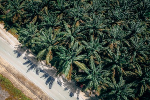 Aerial view capturing a lush palm tree plantation adjacent to a country road.