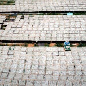 Aerial shot of a person working in rice drying fields, showcasing traditional agricultural practices.