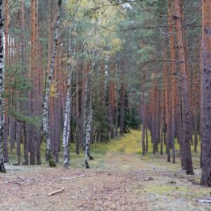 A tranquil forest view with a path leading through tall trees, capturing the beauty of nature.