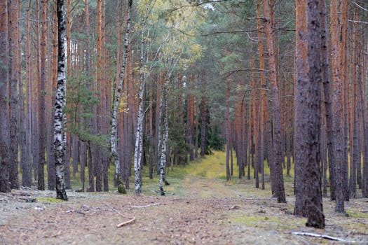 A tranquil forest view with a path leading through tall trees, capturing the beauty of nature.