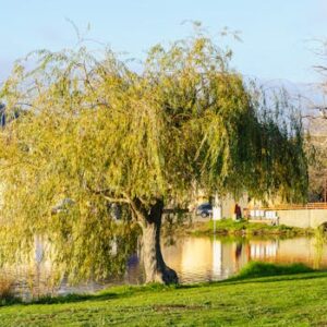 A peaceful willow tree by a lake on a sunny spring day, capturing natural beauty.