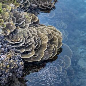 From above of various species of exotic stony corals growing in sea water during low tide