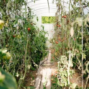 A vibrant summer scene in a greenhouse with ripe tomatoes and dense green foliage.