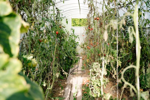 A vibrant summer scene in a greenhouse with ripe tomatoes and dense green foliage.