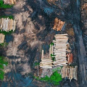 Aerial view of log trunks piles recently cut stored on dirty wet ground between rural road and green forest trees in daylight
