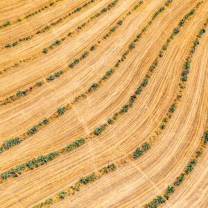 Vibrant aerial view of agricultural fields with green plants arranged in patterns.