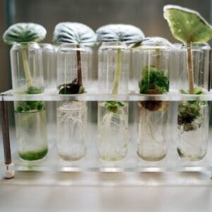 Close-up of plant micropropagation experiment in test tubes showcasing biotechnology.