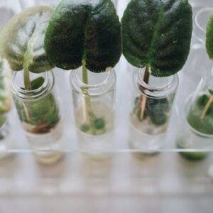 Close-up of green leaves placed in glass vases on a white background using a transparent rack.