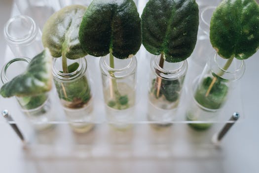 Close-up of green leaves placed in glass vases on a white background using a transparent rack.