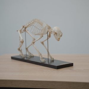 تحضير المجتمع المحلي للمشاركة في العمل الخيري