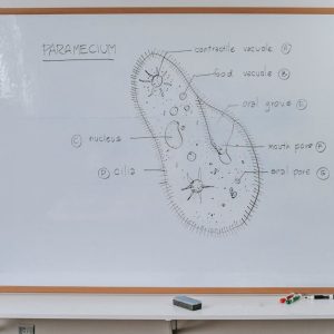 الأساليب الحديثة في التدريب للمشرفين التربويين